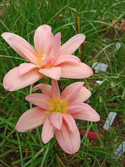 Rain Lily New Year β photo 2