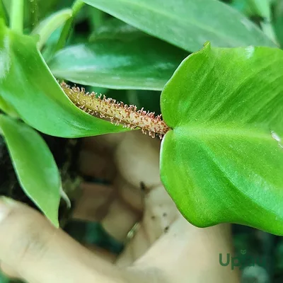Philodendron Squamiferum — thumbnail 3