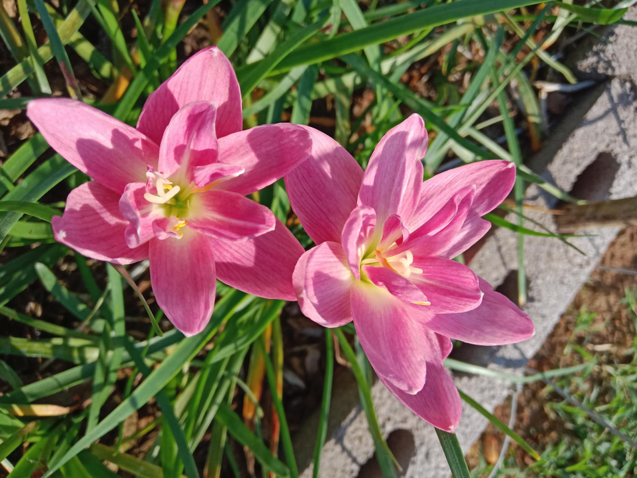 Rain Lily Curator's Choice — 5