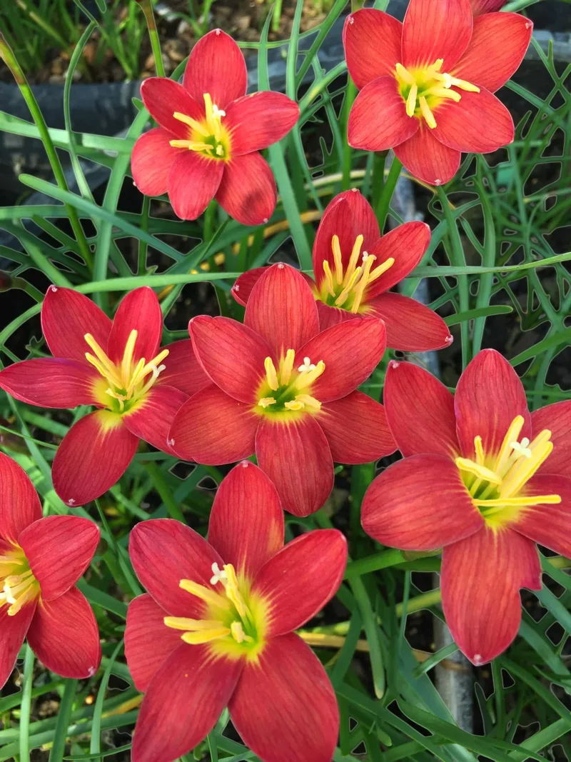 Rain Lily Red Ayothaya β photo 3