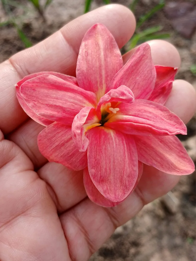 Rain Lily Nalinthara β photo 2