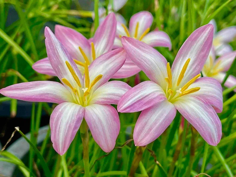 Rain Lily Jamtong Pink β photo 1