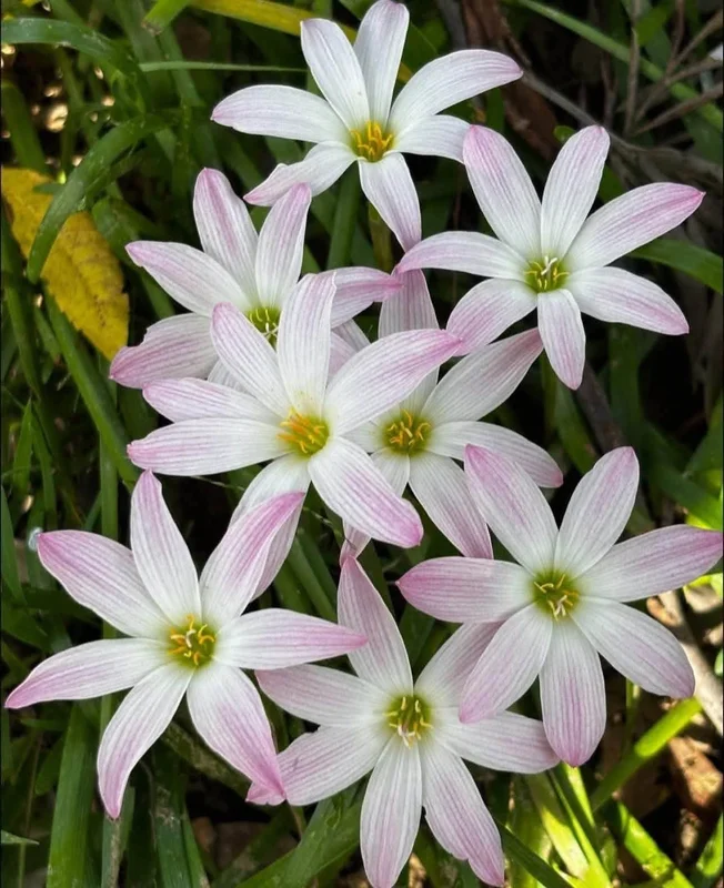 Rain Lily Bubble β photo 3