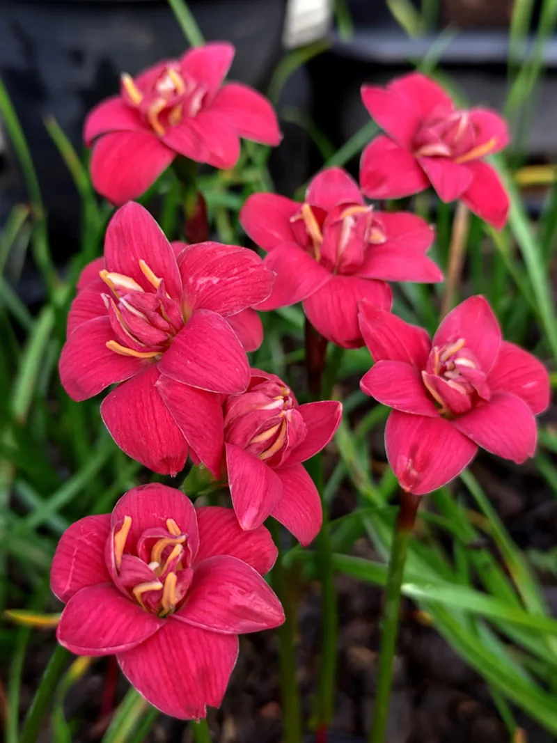 Rain Lily DW 73 β photo 3