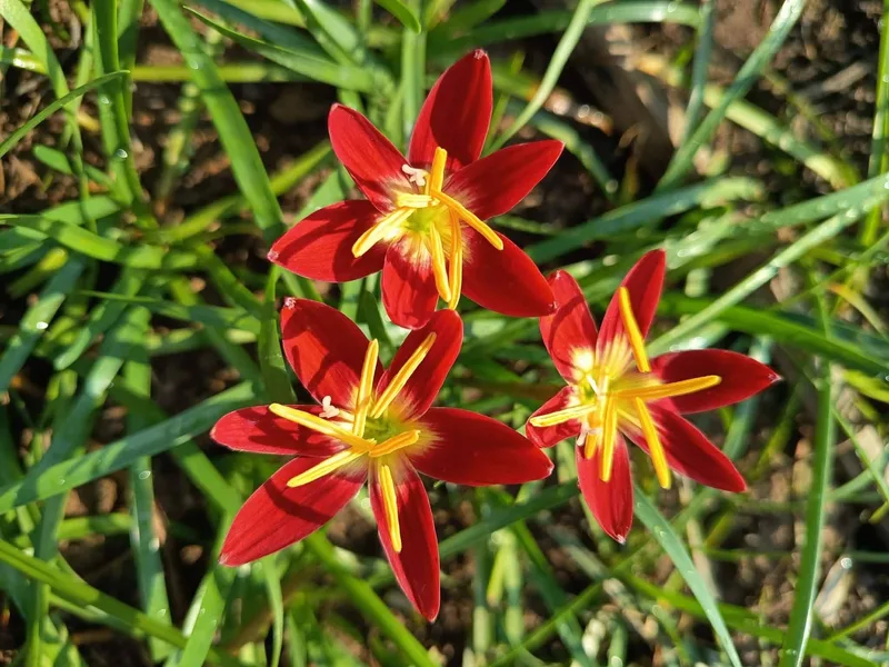 Rain Lily Red Fire β photo 2