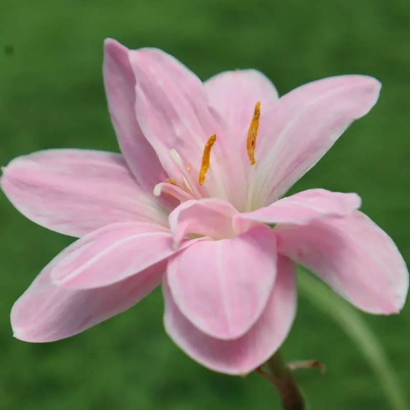 Rain Lily Sweet Pink β photo 2
