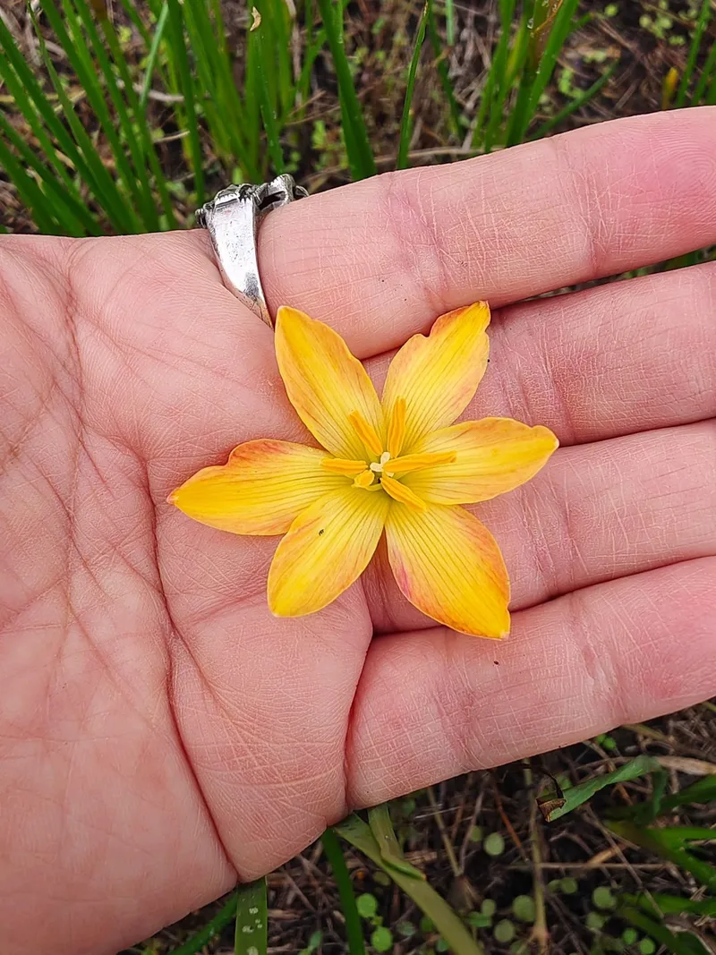 Rain Lily Custard β photo 1