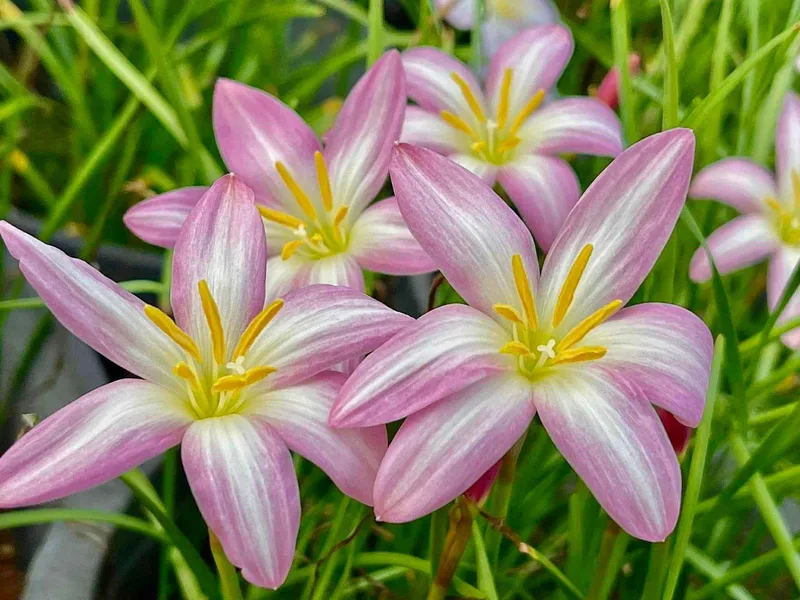 Rain Lily Jamtong Pink β photo 3