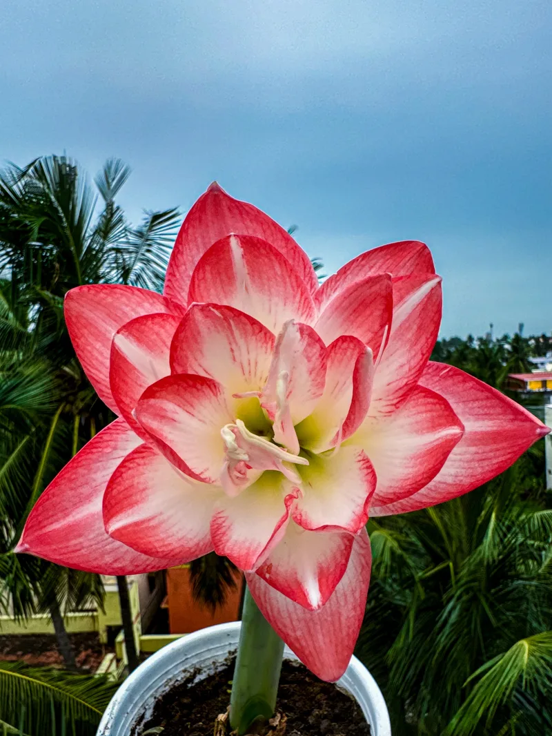 Amaryllis Blossom Peacock β photo 2