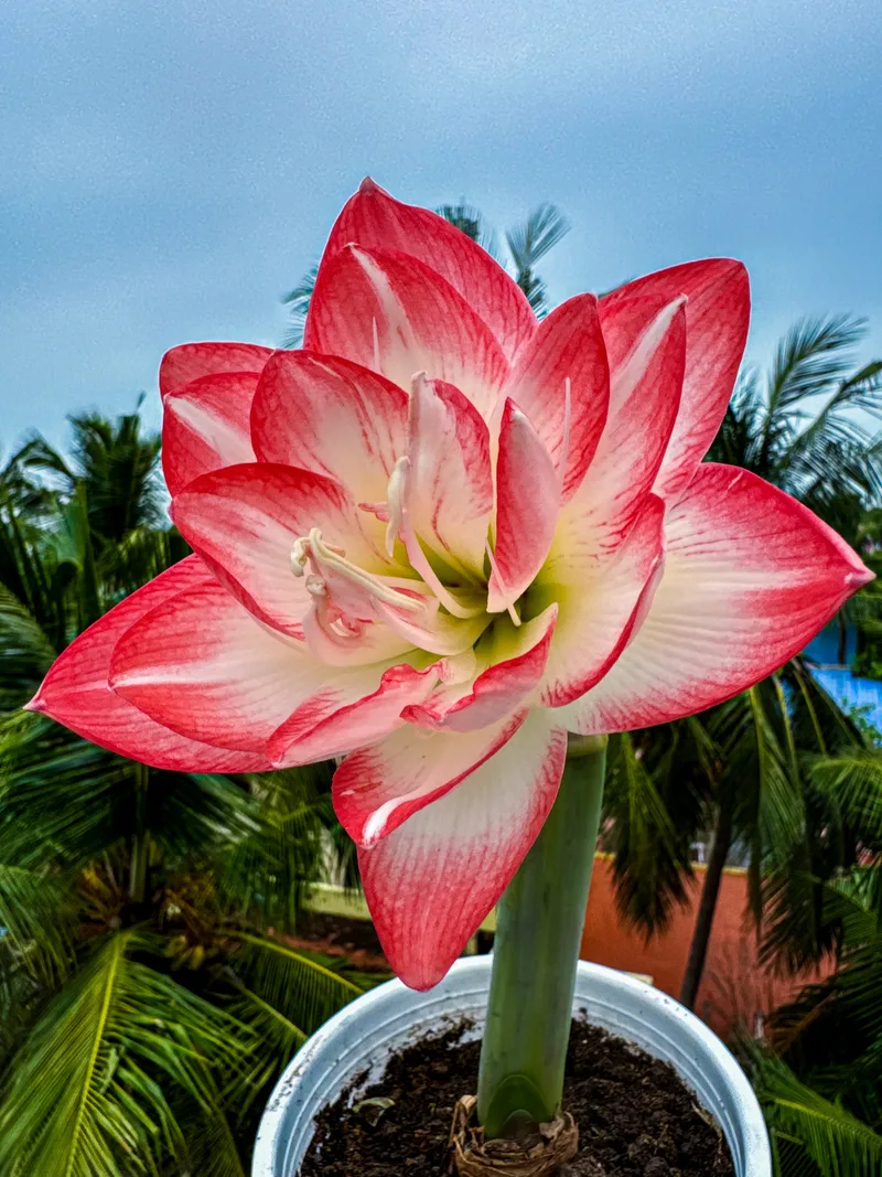 Amaryllis Blossom Peacock β photo 3