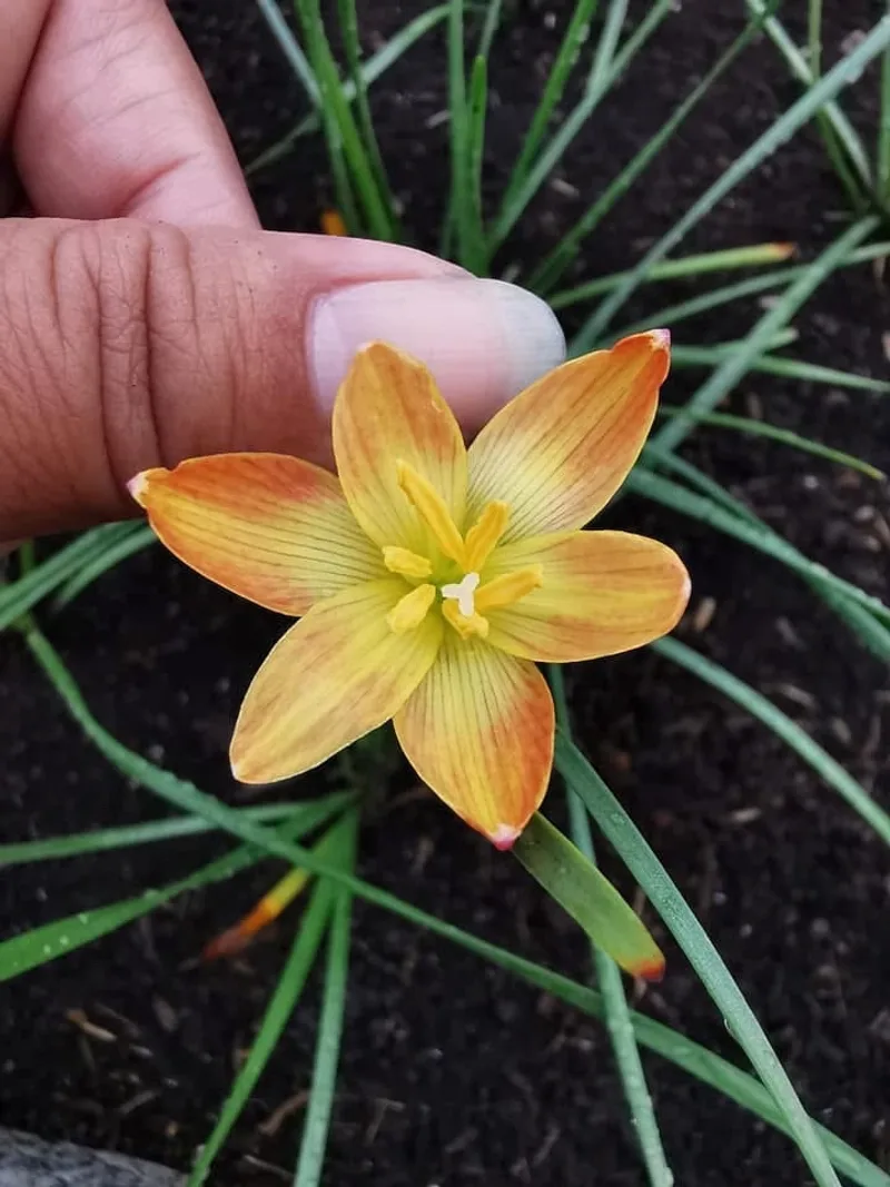 Rain Lily Custard β photo 3