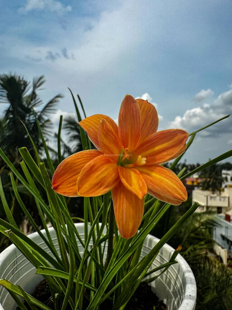 Rain Lily Orange Spy β photo 3