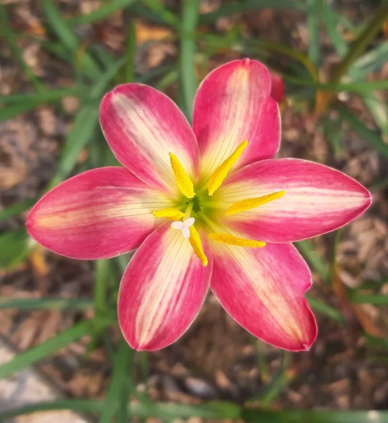 Rain Lily Small Hybrid β photo 2