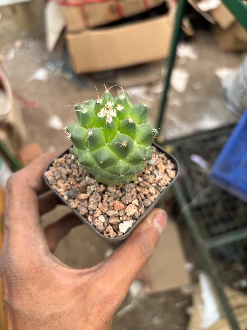 Cactus Mammillaria Toluca β photo 1
