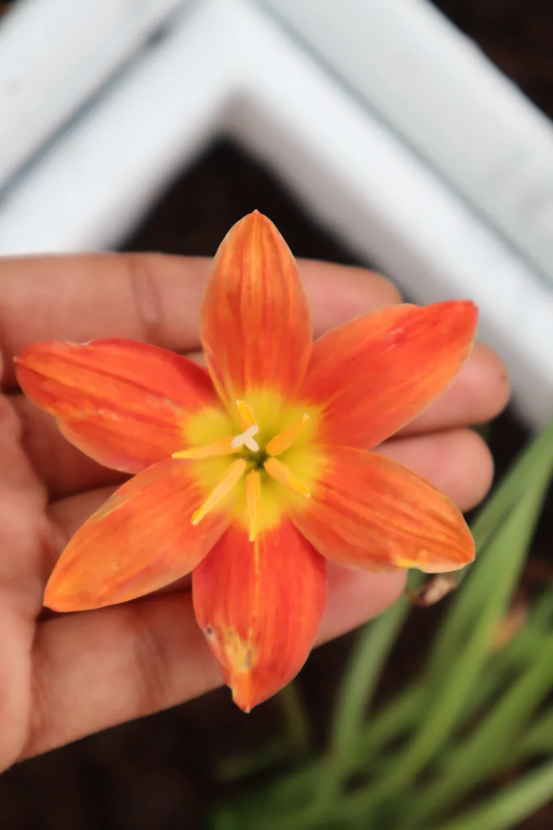 Rain Lily Orange Beam β photo 2