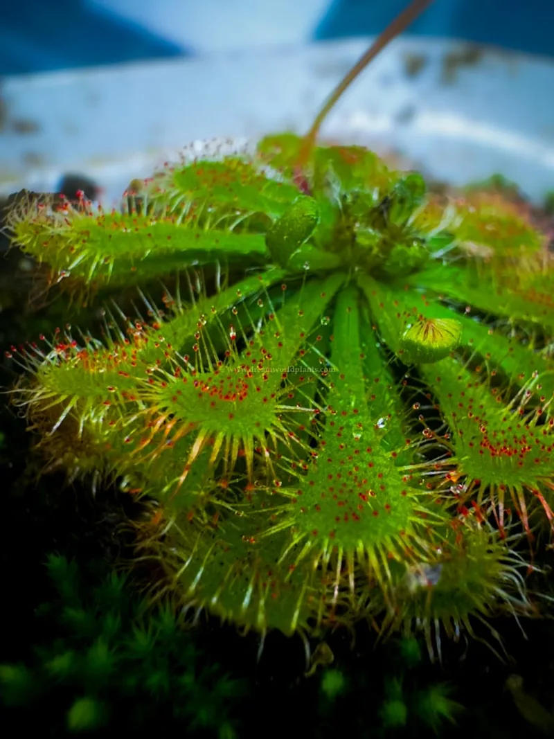 Drosera Tokaiensis β photo 3