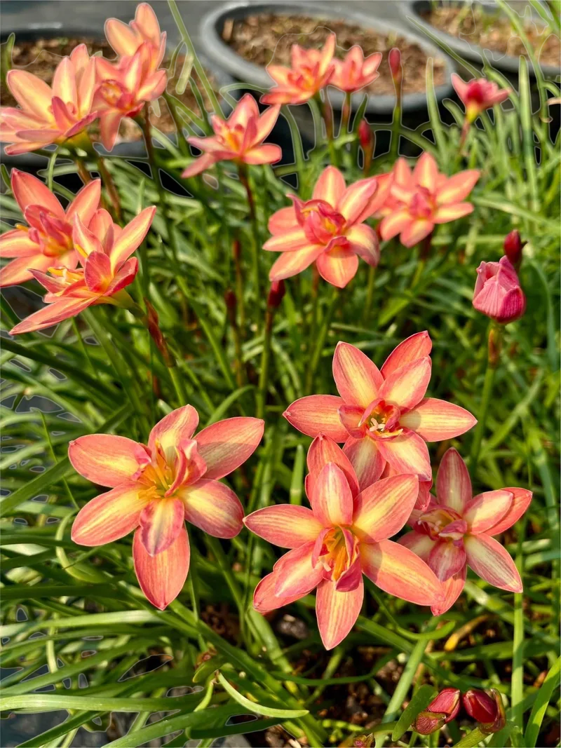 Rain Lily Golden Tresses β photo 2