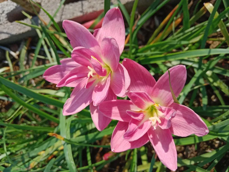 Rain Lily SH Sweet Rainy