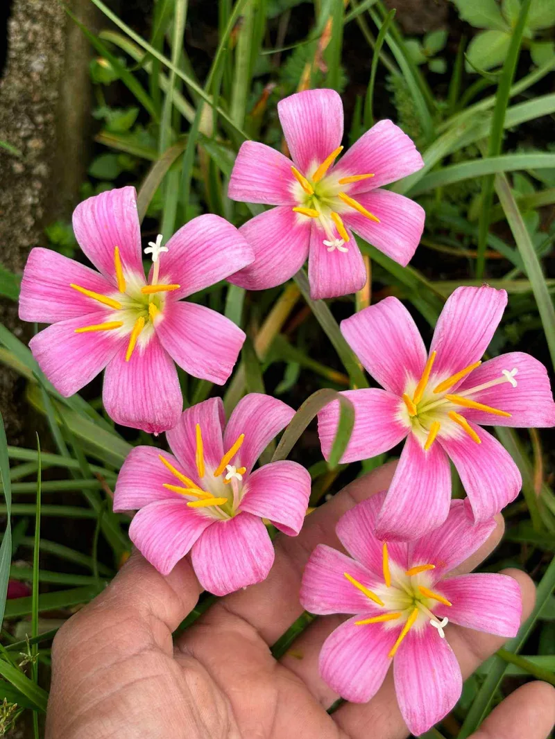 Rain Lily Beauty Eye β photo 1