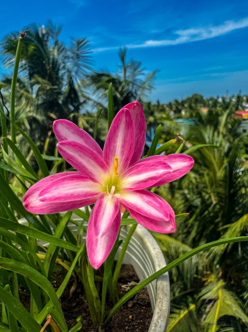 Rain Lily RP Pink Butterfly β photo 2