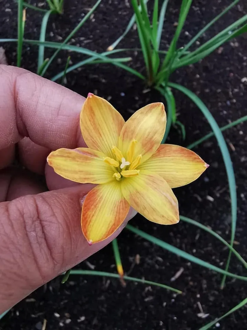 Rain Lily Custard β photo 2
