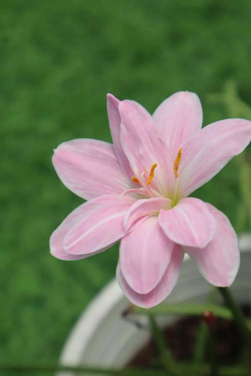Rain Lily Sweet Pink β photo 3
