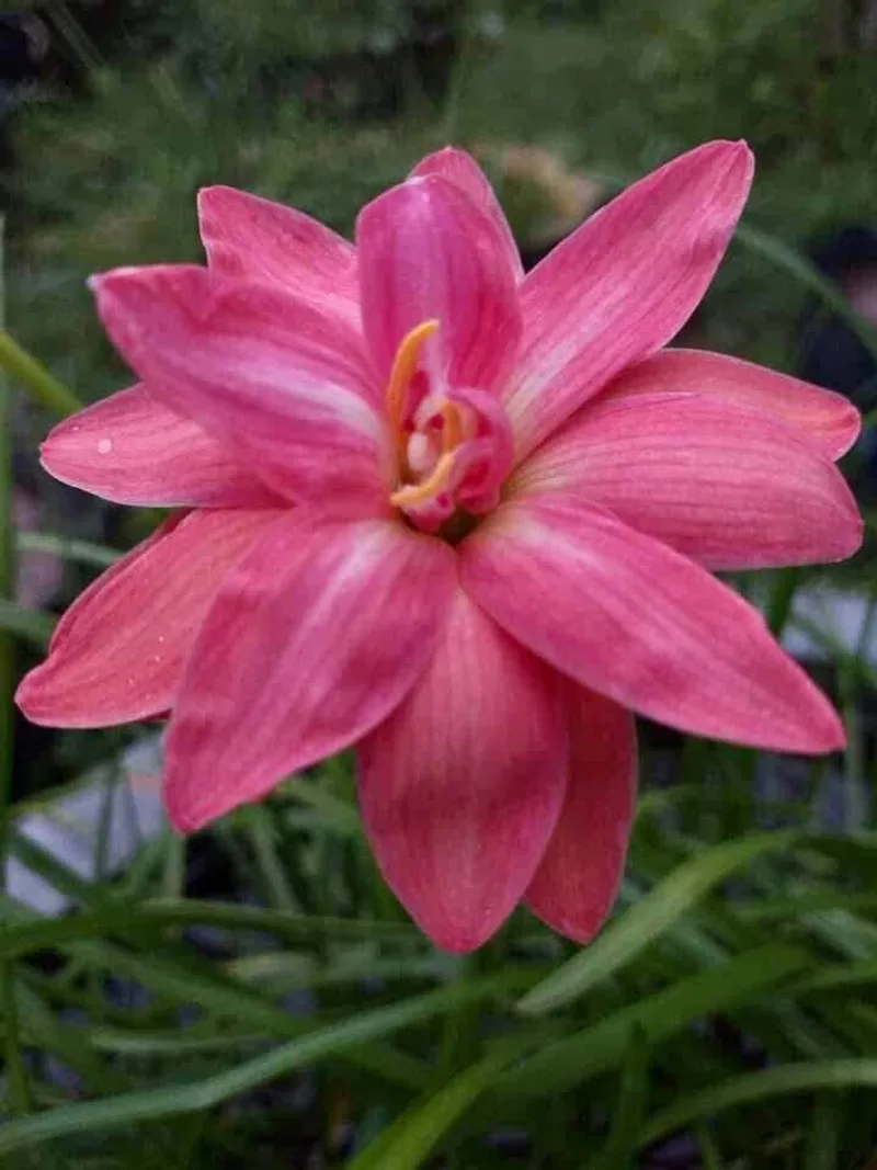 Rain Lily Viora β photo 3