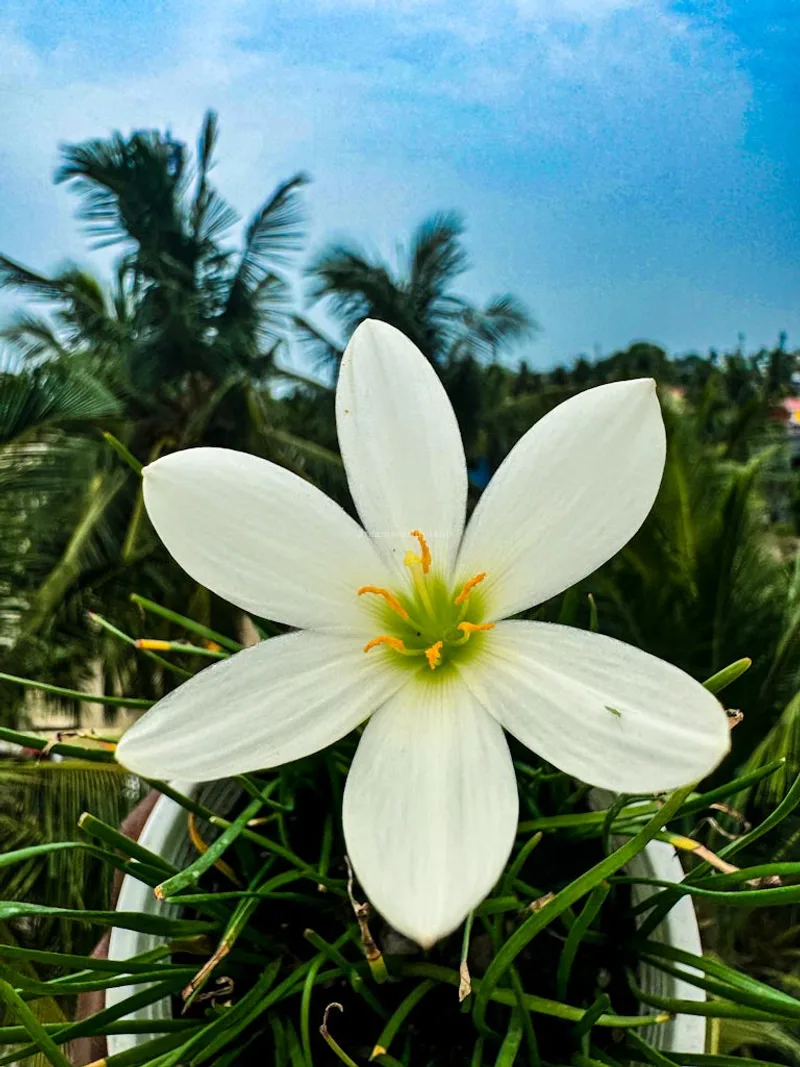 Rain Lily Candida β photo 1