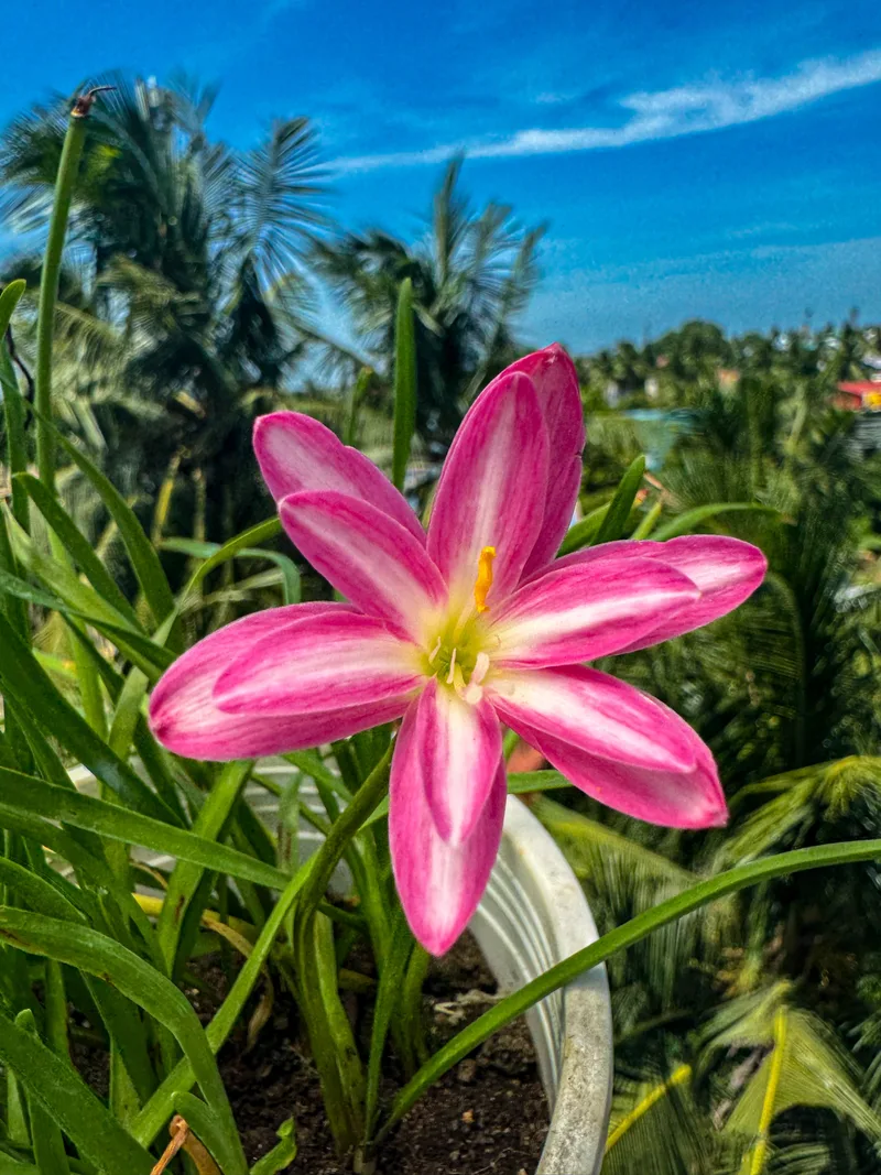 Rain Lily RP Pink Butterfly β photo 3