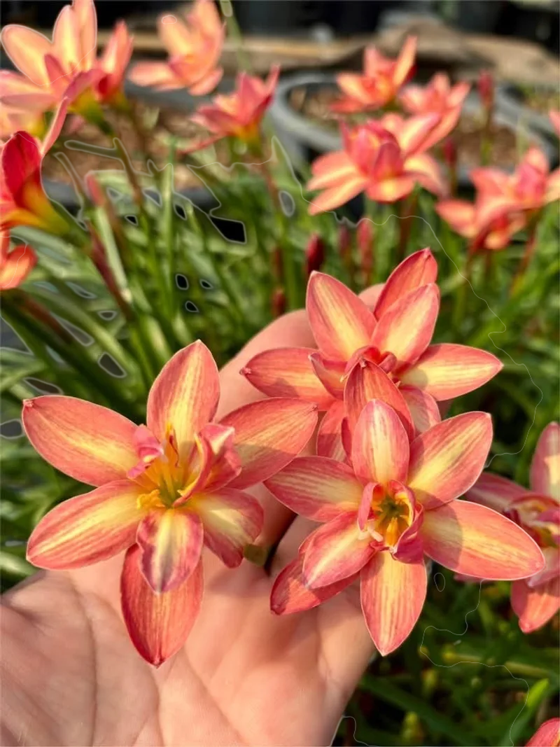 Rain Lily Golden Tresses β photo 1