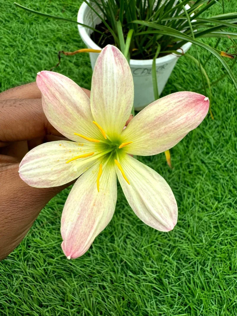 Rain Lily Callor β photo 2