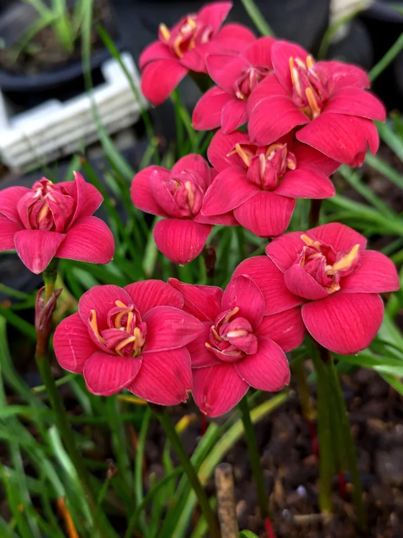 Rain Lily DW 73 β photo 2