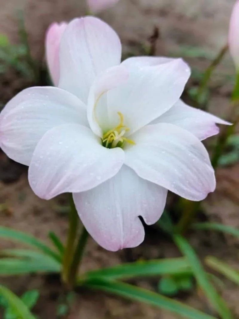 Rain Lily Yuki β photo 3