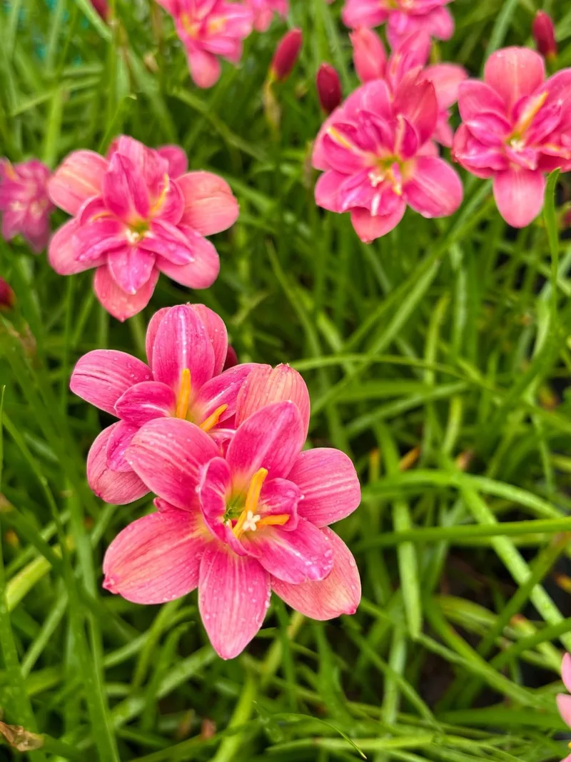 Rain Lily Lucky Pink β photo 2
