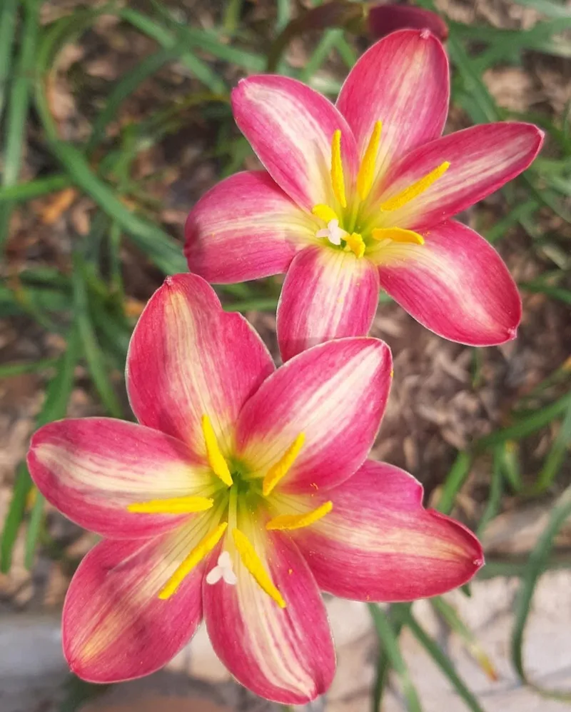 Rain Lily Sweet Spot Trio — photo 1