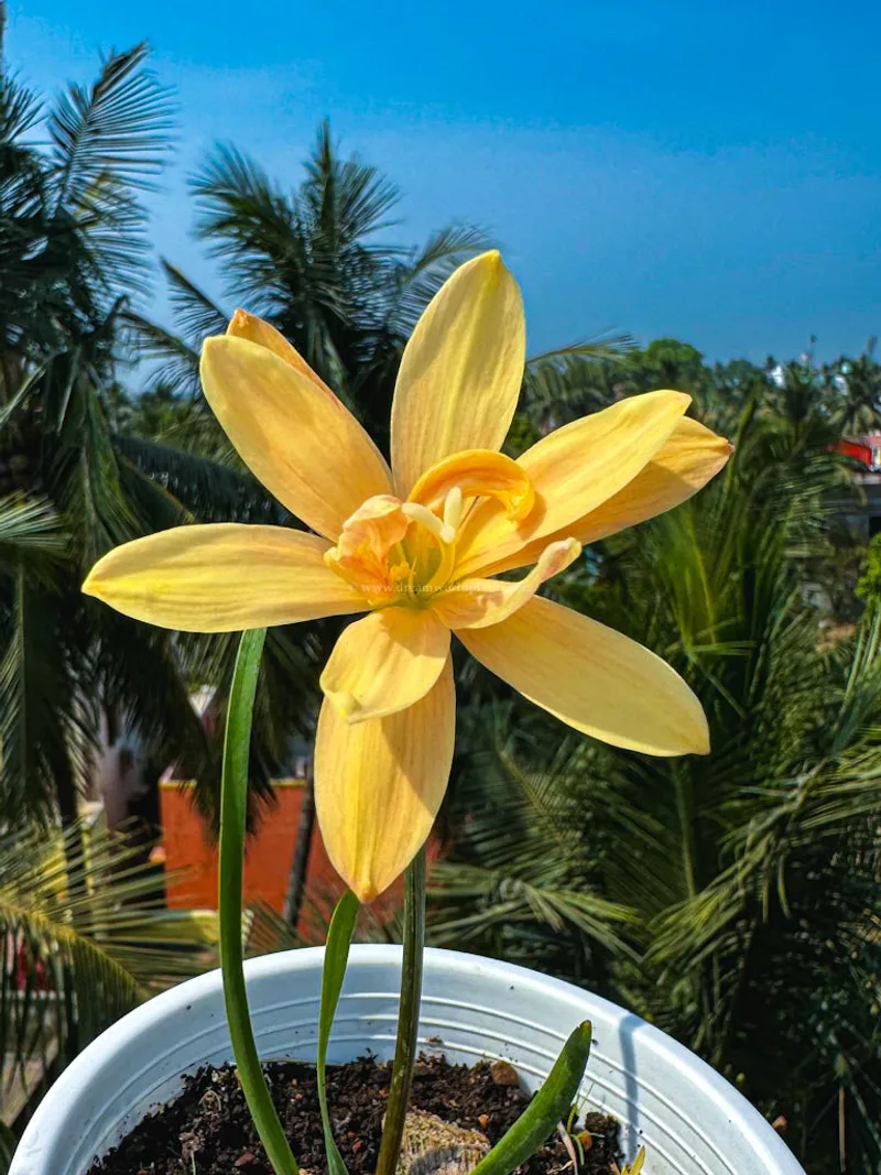 Rain Lily Apricot King β photo 1