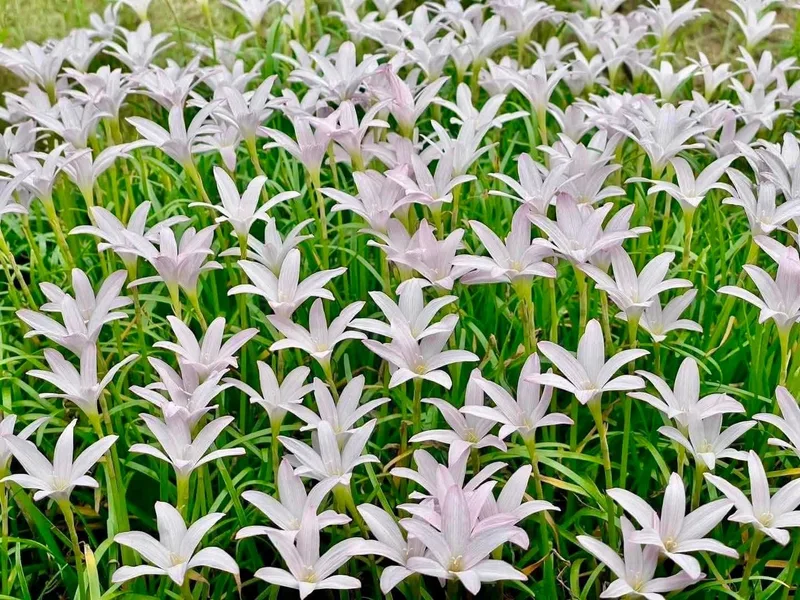 Rain Lily First Love β photo 3