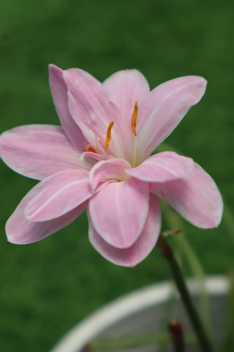 Rain Lily Sweet Pink β photo 1