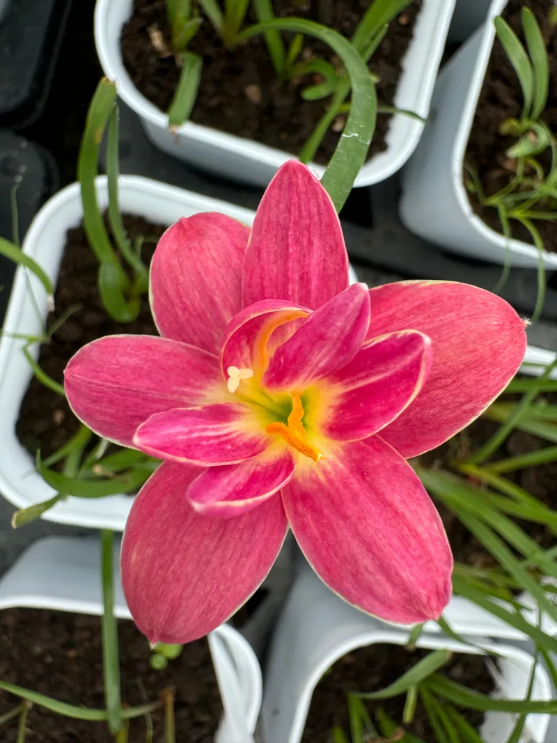Rain Lily Lotus seed β photo 2