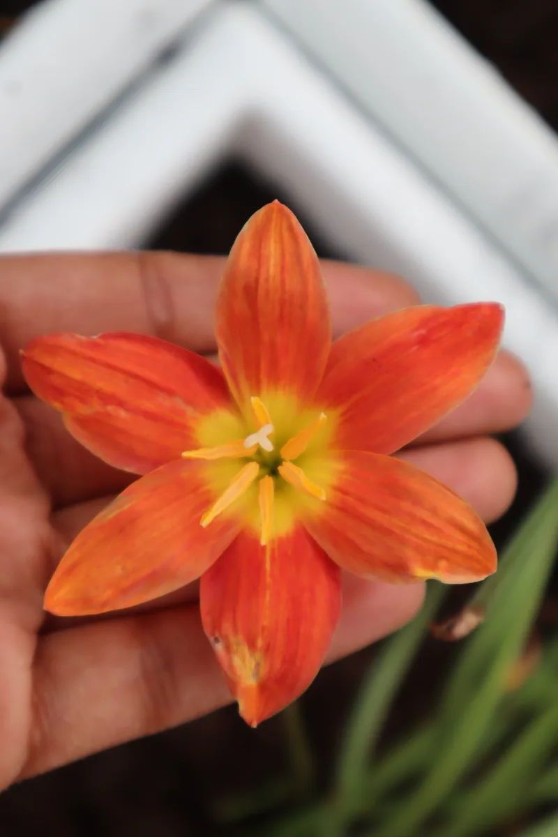 Rain Lily Orange Beam β photo 1