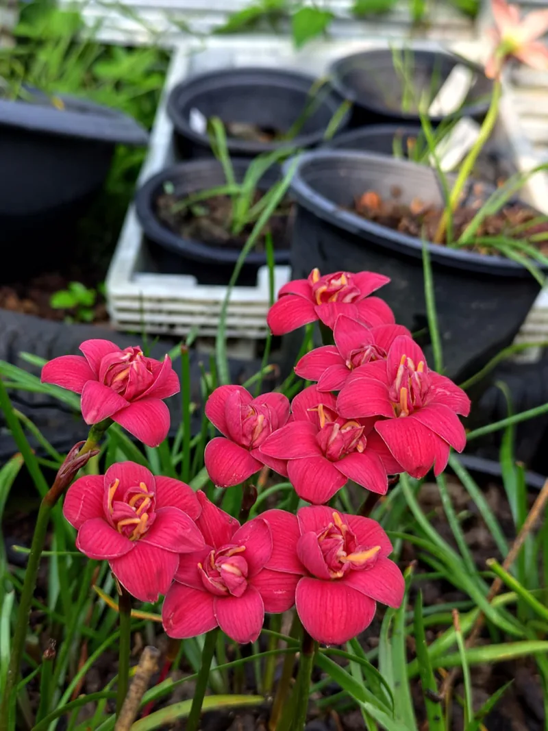 Rain Lily DW 73 β photo 1