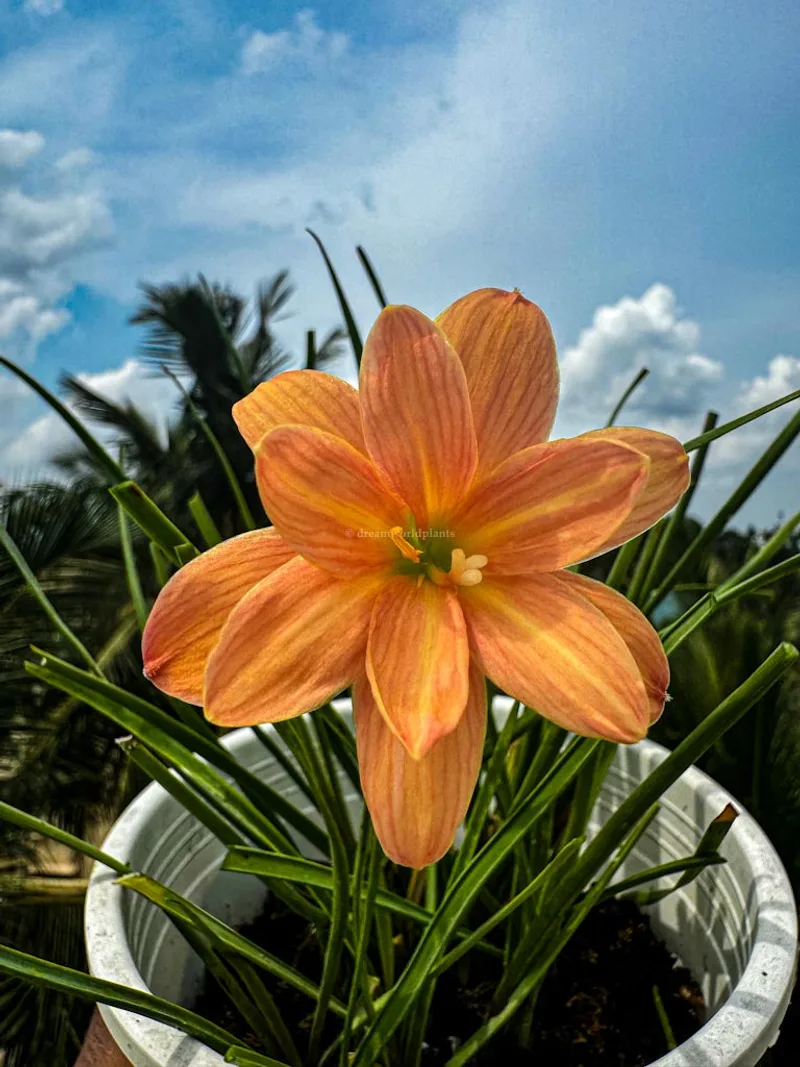 Rain Lily Orange Spy β photo 2