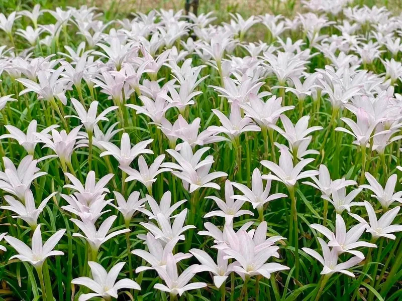 Rain Lily First Love