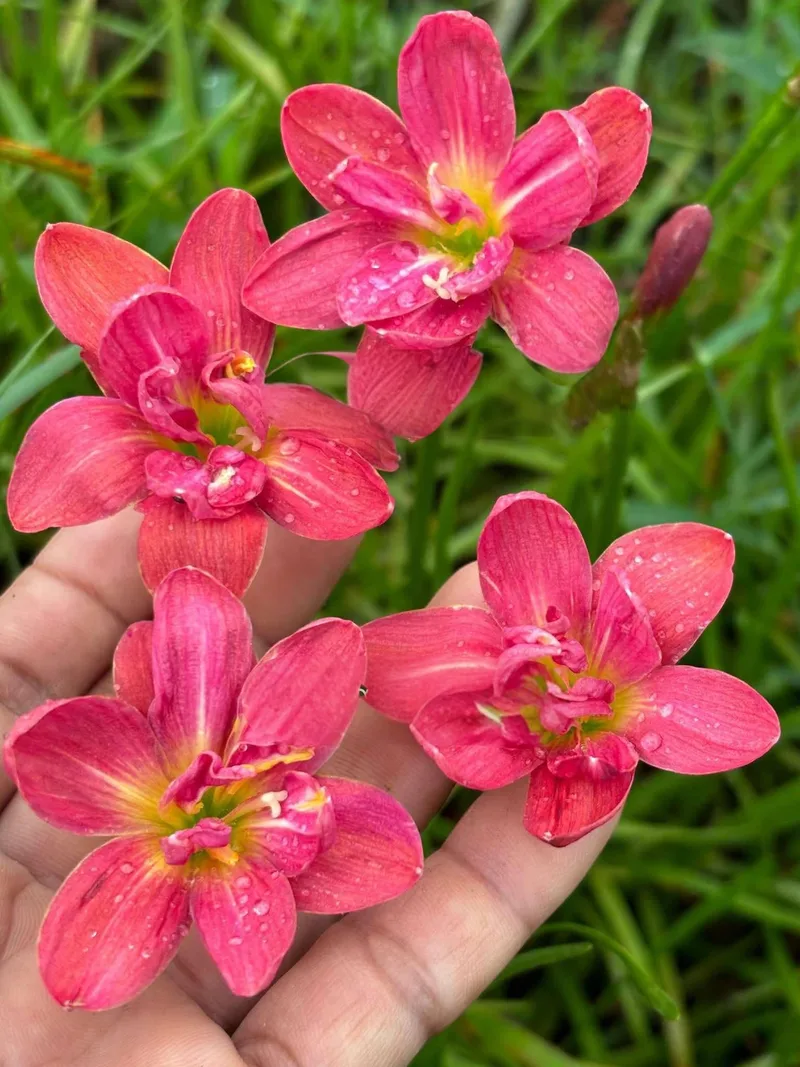 Rain Lily Susan Jone β photo 1