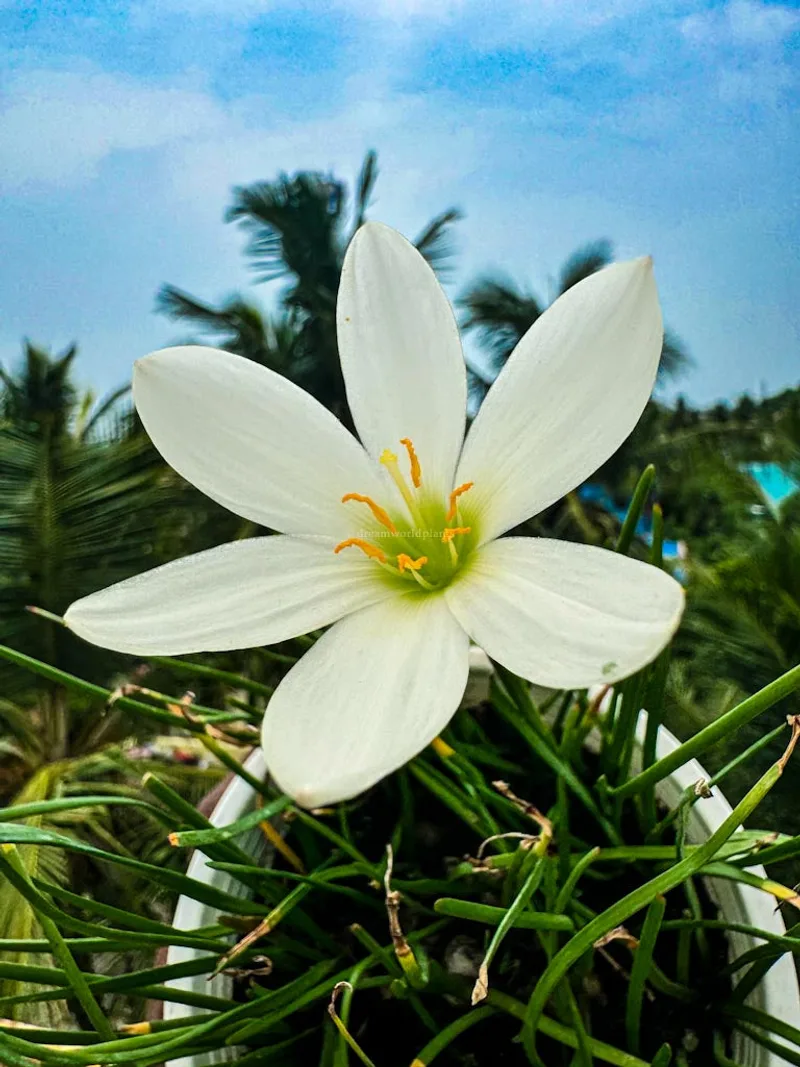 Rain Lily Candida β photo 2