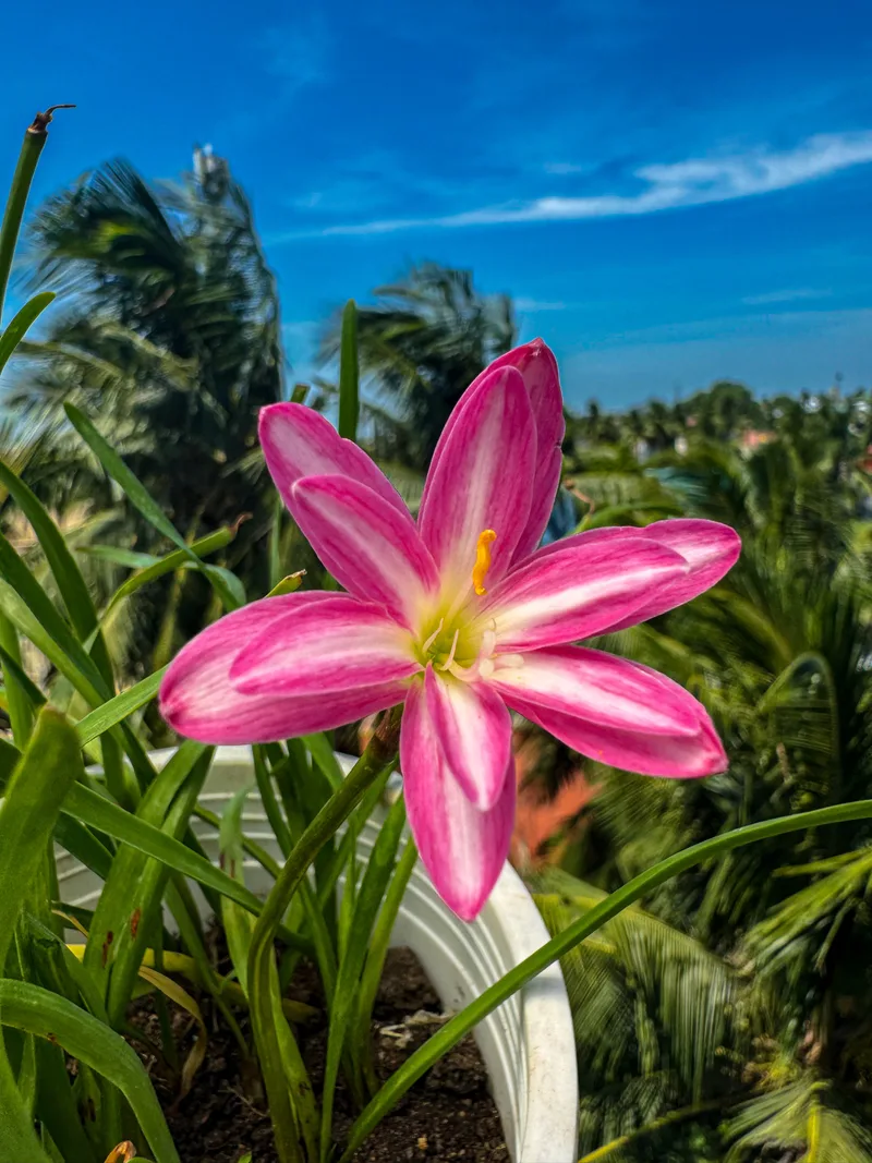 Rain Lily RP Pink Butterfly β photo 1