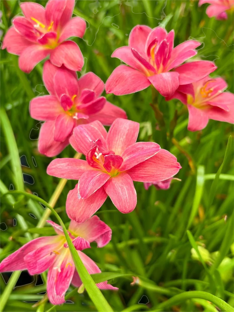 Rain Lily Red Pyramid β photo 2