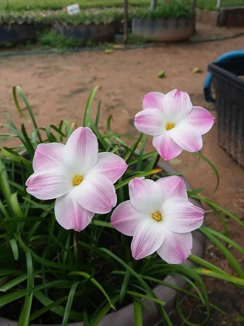 Rain Lily Lily Pie β photo 2