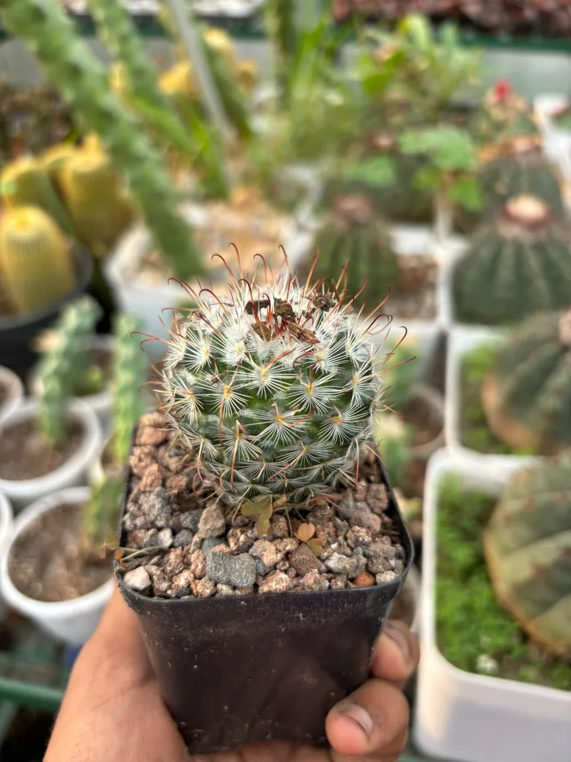 Desert Gems Collection β photo 1