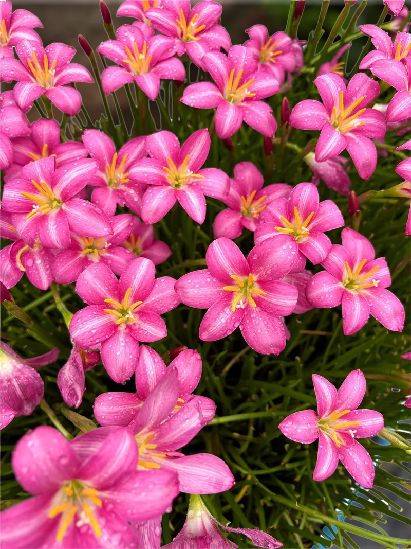 Rain Lily Monthira β photo 2